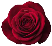 a close up of a red rose with the name a.c. on it