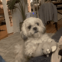 a small white dog laying on a couch with a stuffed animal