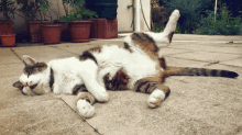 La Flemme GIF - Cat Sleep GIFs