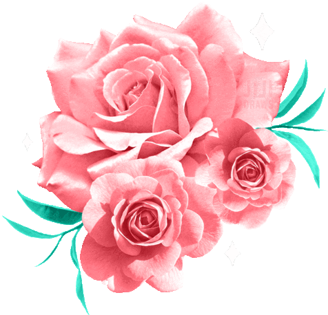 Free: Rosas Gifs - Rose Flower Animation Gif Png 