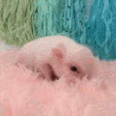 Mini Pig GIF - Mini Pig GIFs