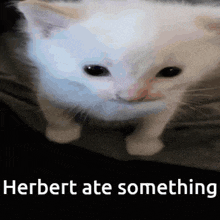 Herbert Boom GIF - Herbert Boom Cat GIFs