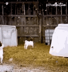 Goat The Pet Collective GIF - Goat The Pet Collective Snow GIFs