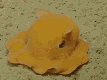 Dumbo Octopus Orange GIF