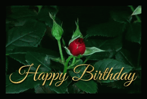 Red Roses Happy Birthday Flowers GIF