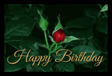 Red Roses Blooming GIF - Red Roses Blooming Happy Birthday GIFs