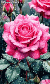 a close up of a pink rose with water drops on the petals