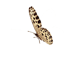 butterfly insect