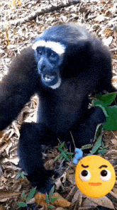 a monkey with a yellow smiley face on its head