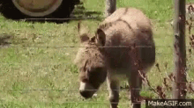 Baby Donkey GIF - Donkey Baby Animal Baby Donkey GIFs