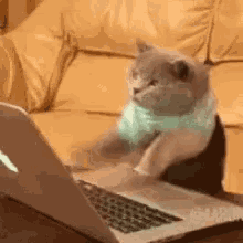 Cat Typing GIF - Cat Typing Multi Tasking GIFs