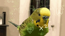 Budgie Thinking GIF - Budgie Thinking Thinking Math GIFs