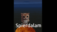 a cat standing on top of a pile of rocks with the word spierdalam written below it