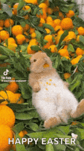 a rabbit is laying in a pile of oranges .