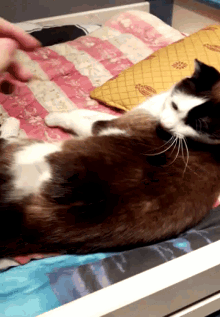 Cat Crazy GIF