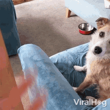 Come Here Viralhog GIF - Come Here Viralhog Beckoning My Dog GIFs