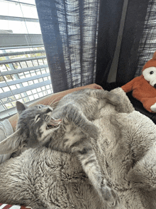 a cat is laying on a blanket next to a stuffed fox