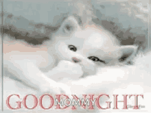 Good Night Cat GIF - Good Night Cat Kitty GIFs