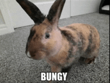 Bungy GIF - Bungy GIFs
