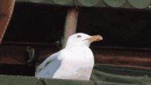 a white seagull with a yellow beak is sitting on a green ledge
