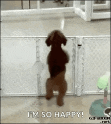 Dogdancing Dance GIF - Dogdancing Dance Excited GIFs