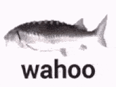 a black and white photo of a fish with the word wahoo written below it .
