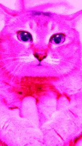 Pink Tole Cat Tole Tole Cat GIF - Pink Tole Cat Tole Tole Tole Cat GIFs