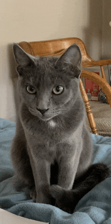 a grey cat sitting on a blue blanket looking at the camera