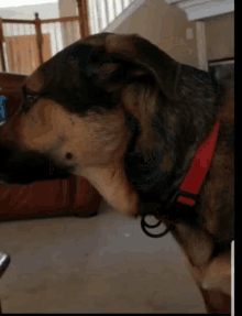 Cute Dog What GIF - Cute Dog What Is That You GIFs