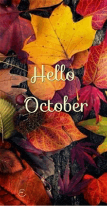 a bunch of leaves with the words hello october on it