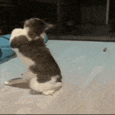 a cat is standing on its hind legs on a bed while another cat looks on .