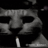 the cat is smoking a cigarette in a black and white photo .