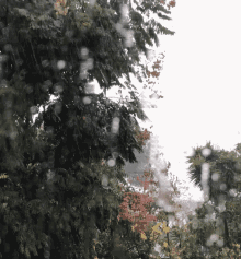 Raining Nature GIF