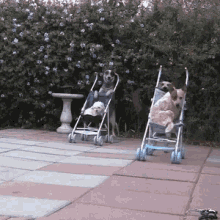 Dogs In Strollers GIF - Stroller Dogs GIFs