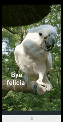 Bye Felicia GIF - Bye Felicia Parrots GIFs