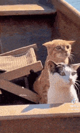 two cats are sitting on the steps of a boat looking at the camera .