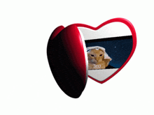 a heart shaped mirror with a cat on it