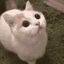 Kitty Cat GIF - Kitty Cat Cute GIFs