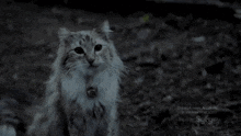 Cat Dep GIF - Cat Dep GIFs