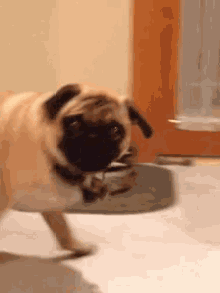 Pug Fight GIF - Pug Fight Frustrated GIFs