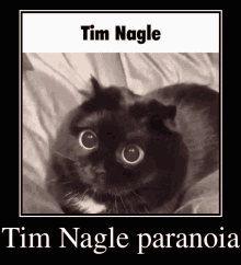 Tim Nagle Cat GIF - Tim Nagle Cat Paranoia GIFs