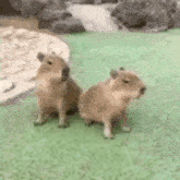 Capybara Capybara Sing GIF