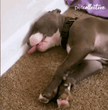 Sleeping The Pet Collective GIF - Sleeping The Pet Collective Tongue Out GIFs