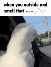 a white cat is looking out of a car window and says when you outside and smell that
