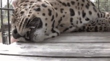 Yeah! That'S The Spot! GIF - Jaguar Animals Pet GIFs