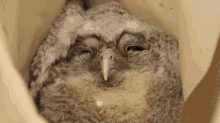Blinking Tawny Owl GIF - Blinking Tawny Owl Robert E Fuller GIFs
