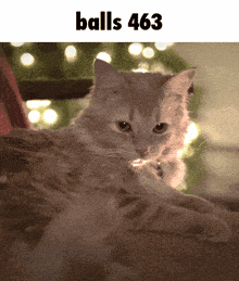 a cat laying on a couch with the words balls 463 below it