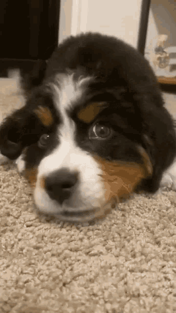 Dog Talking GIF - Dog Talking Animal - Discover & Share GIFs Dog Talking GIF - Dog Talking Animal - Discover & Share GIFs