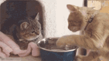 two cats are drinking water from a bowl while looking at each other .