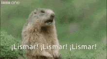 Lismar Intenser GIF - Lismar Intenser GIFs